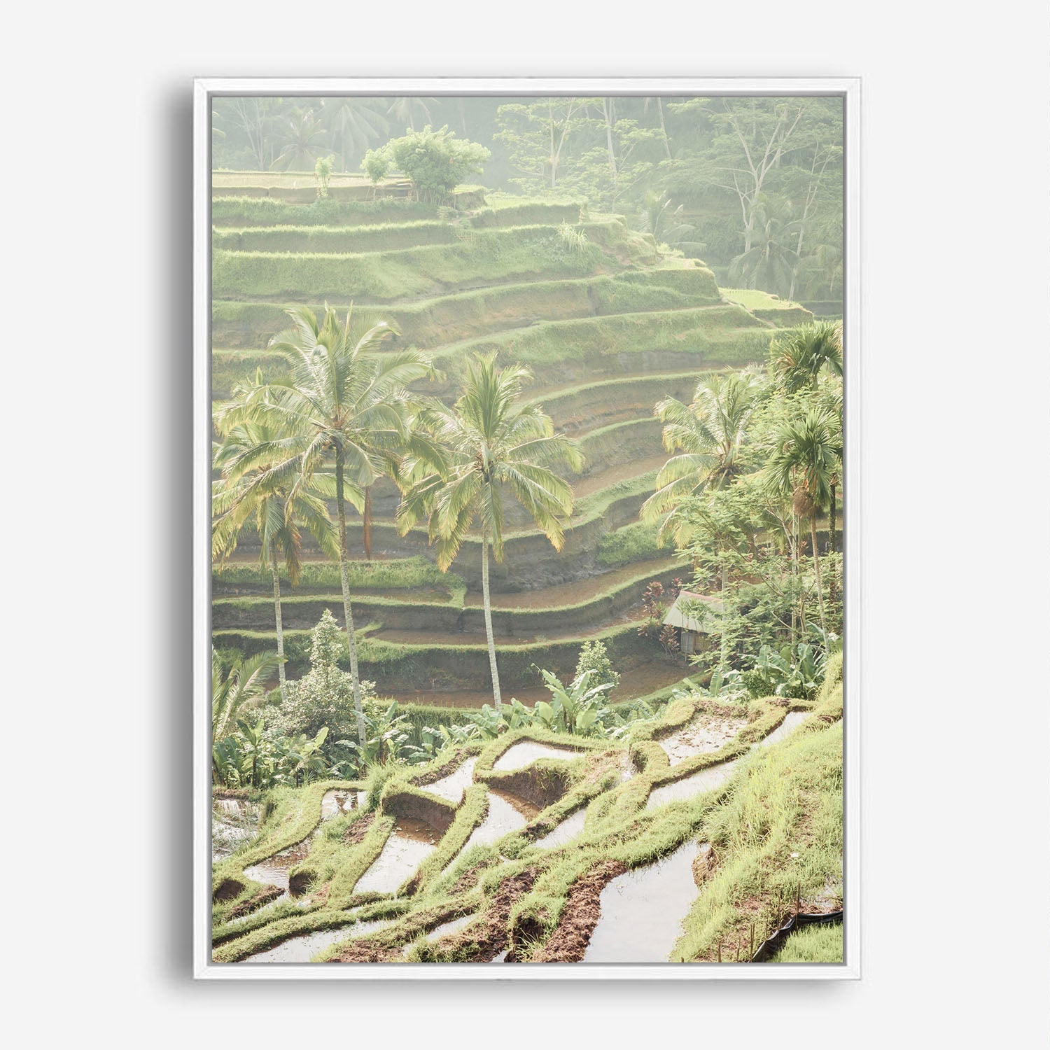 Wes Co Gallery Poster Lush Green Terraced Fields 8 x 10" Home Goods - Nature  Art Print