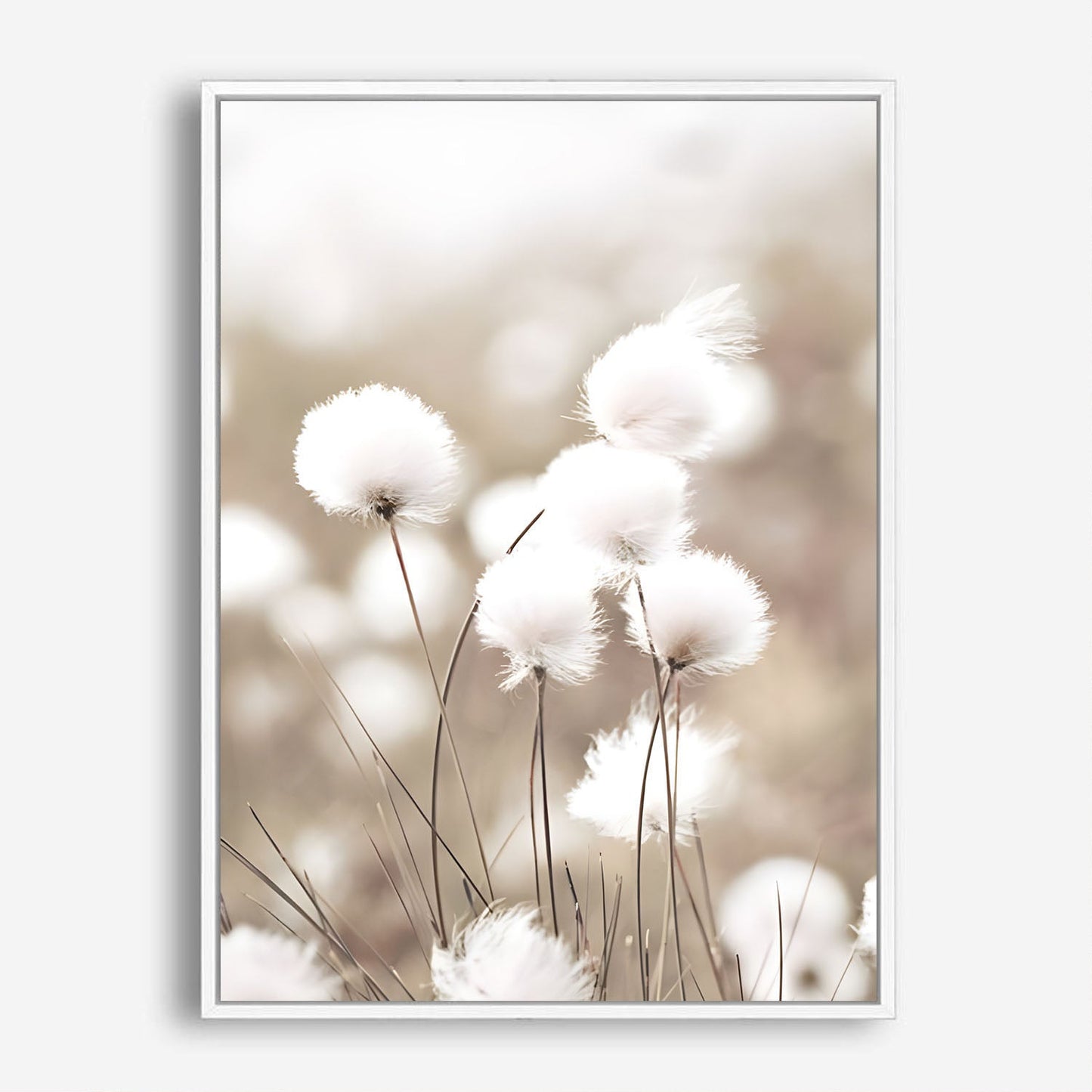 Wes Co Gallery Poster Cotton Flower 8 x 10" Home Goods - Nordic Border or edge to edge Art Print